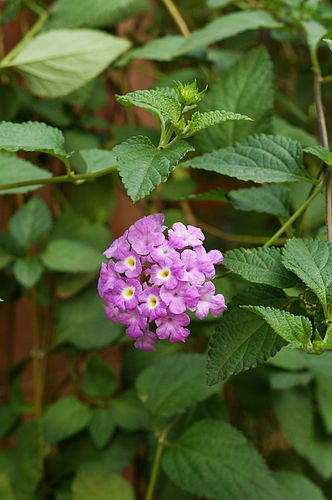 Lantana montevidensis